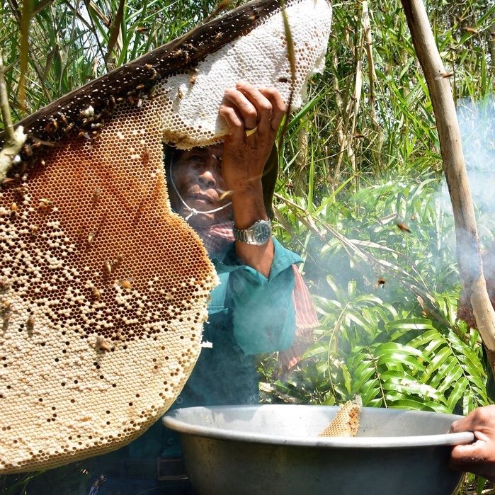 Mật Ong Rừng Già Tự Nhiên LengKengFarm – Hành Trình Khám Phá Hương Vị Từ Rừng