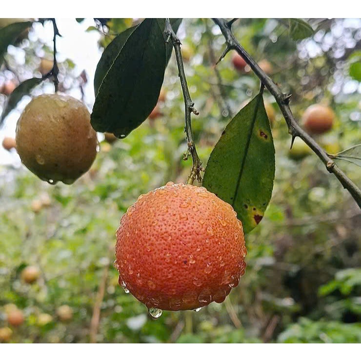 Chanh �� o Mật Ong �ư�ng Phèn Phúc Khang 300g (2)