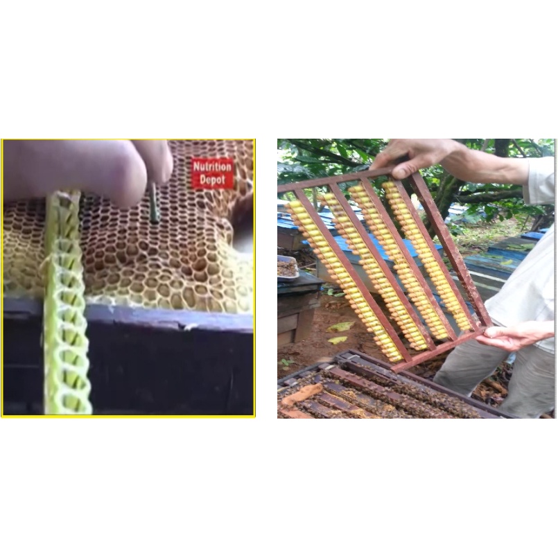 Sữa Ong Chúa Tươi Nguyên Chất (5)