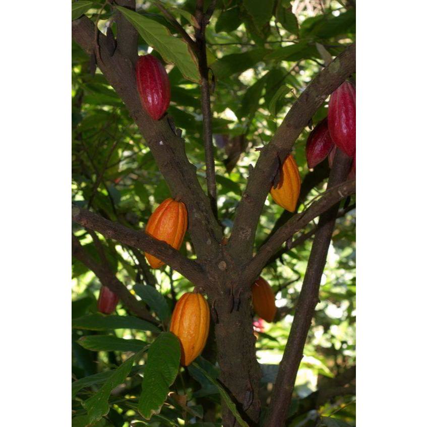 Bột cacao nguyên chất Daklak (2)