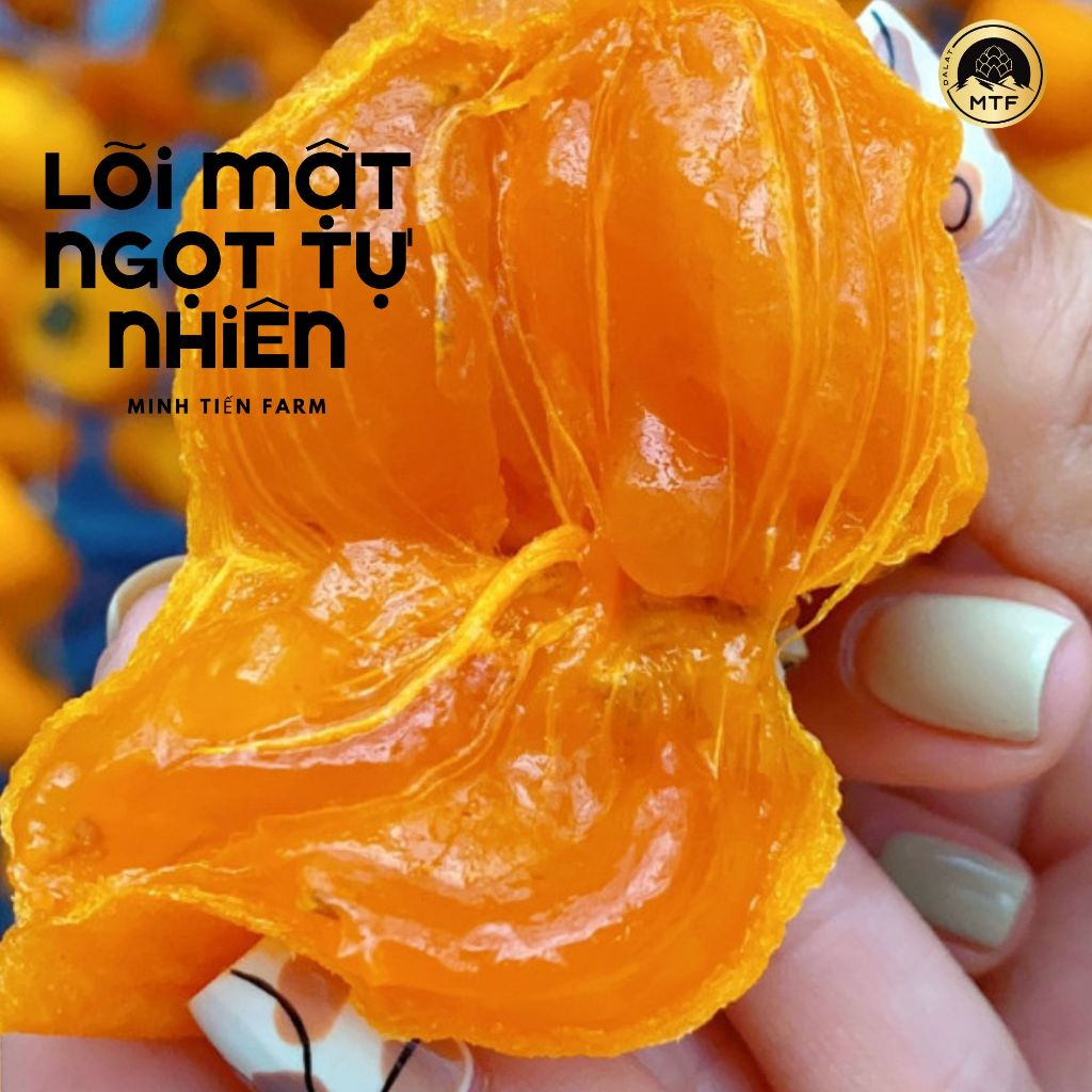 H�ng treo gió ��  lạt (2)
