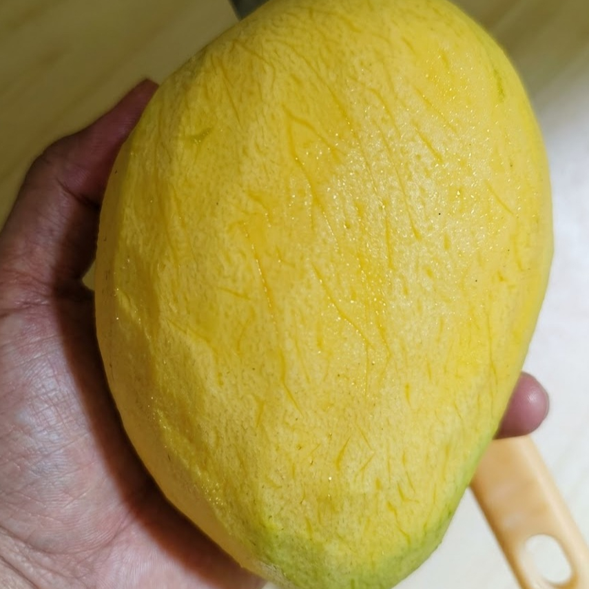 Xoài tứ quý Bến Tre cuối mùa (2)