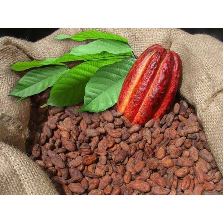 Bột cacao nguyên chất Daklak (3)