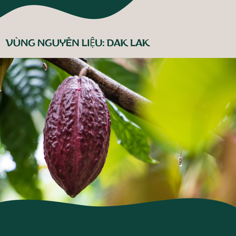 Bột Ca Cao Nguyên Chất Đắk LắK PM Giàu Chất Dinh Dưỡng Gi... (3)