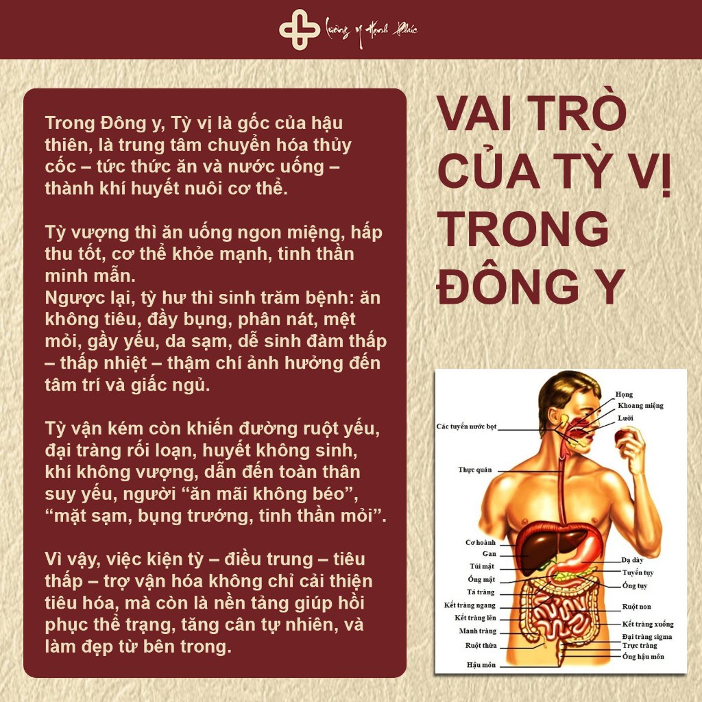 Trà Kiện Tỳ (4)