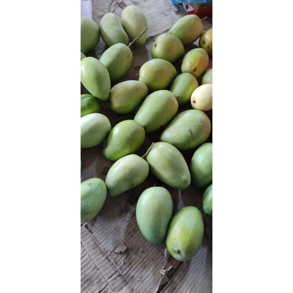 Xoài tứ quý Bến Tre cuối mùa (5)