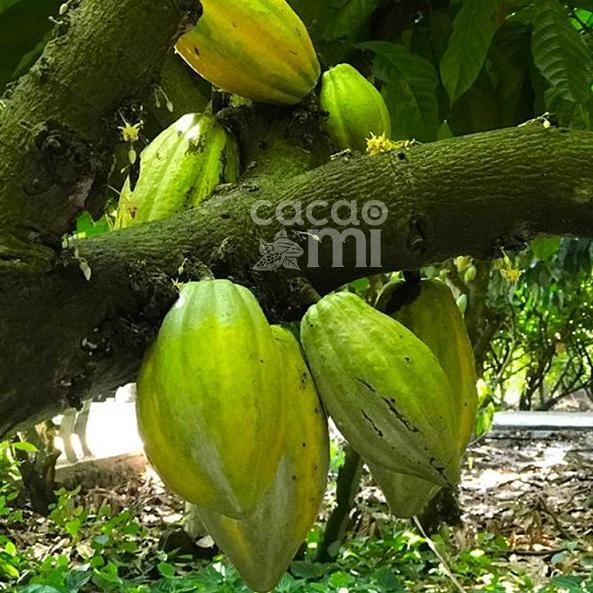 Bột cacao nguyên chất 100% không đường CACAOMI (5)