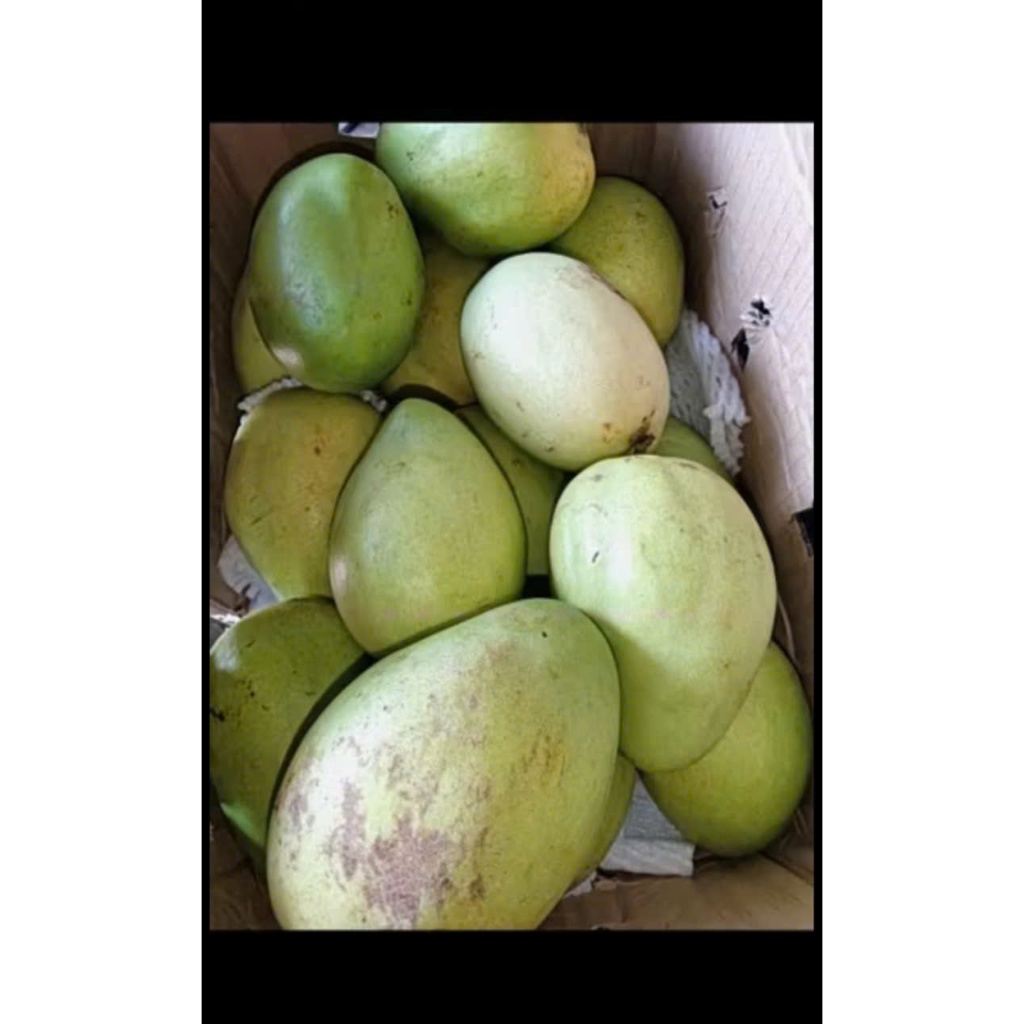 Xoài tứ quý Bến Tre cuối mùa (6)