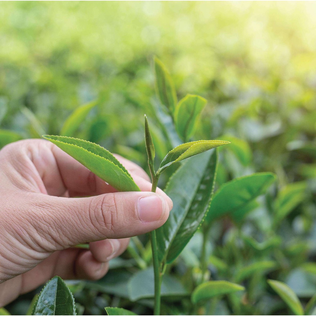 Bột Matcha Trà Xanh Dalat Farm (6)