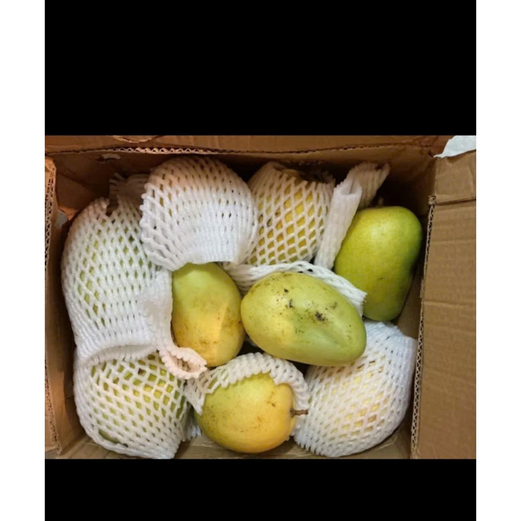 Xoài tứ quý Bến Tre cuối mùa (7)