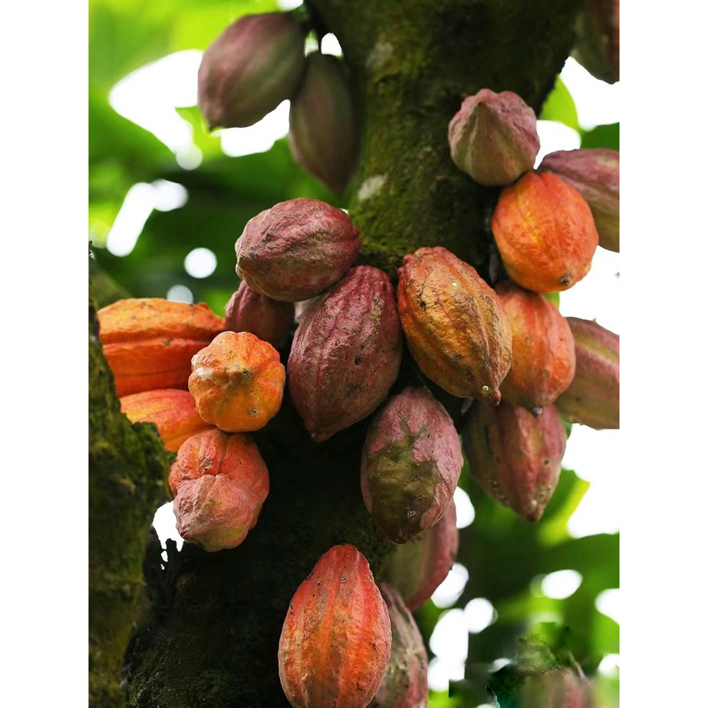 Bột ca cao nguyên chất 100% thơm ngon loại 1 (7)